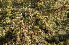 Close Up Of Juniperus Oxycedrus Branches And Berries At Mount Chortiatis