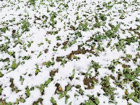 A Vegetable Field Covered By Thick Snow in Qiandongnan