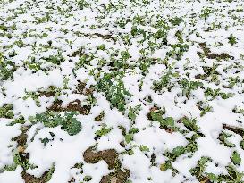 A Vegetable Field Covered By Thick Snow in Qiandongnan