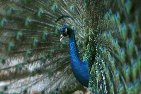 MYANMAR-YANGON-ZOO-118TH ANNIVERSARY-CELEBRATION