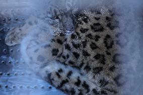 Snow Leopard Rescued From Southern Plains Of Nepal And Brought To Kathmandu