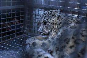 Snow Leopard Rescued From Southern Plains Of Nepal And Brought To Kathmandu