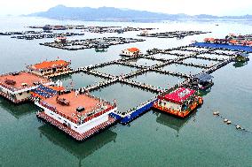 A Large Yellow Croaker Breeding Base in Ningde