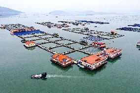 A Large Yellow Croaker Breeding Base in Ningde