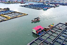 A Large Yellow Croaker Breeding Base in Ningde