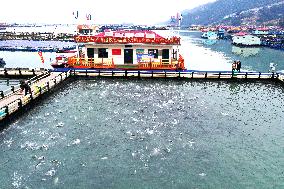 A Large Yellow Croaker Breeding Base in Ningde