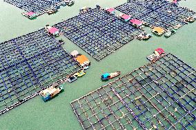 A Large Yellow Croaker Breeding Base in Ningde