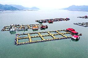 A Large Yellow Croaker Breeding Base in Ningde