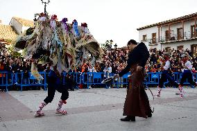 Heifer Festival In Spain