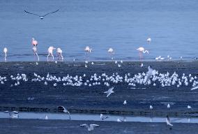 KUWAIT-CAPITAL GOVERNORATE-ENVIRONMENT-BIRD COUNTING