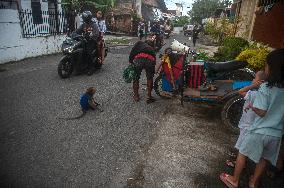 The Human - Macaques Conflicts - Sumatra