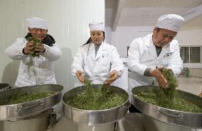 A Tea Processing Workshop in Yichang