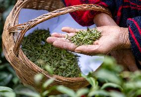 A Tea Processing Workshop in Yichang