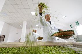 A Tea Processing Workshop in Yichang