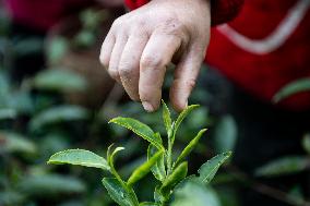 A Tea Processing Workshop in Yichang