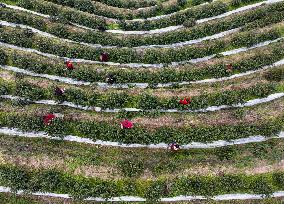 A Tea Processing Workshop in Yichang