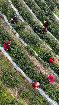 A Tea Processing Workshop in Yichang