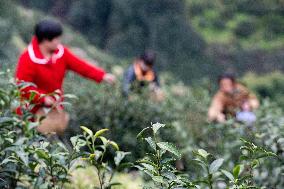 A Tea Processing Workshop in Yichang