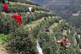 A Tea Processing Workshop in Yichang