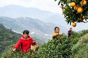 A Tea Processing Workshop in Yichang