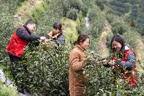 A Tea Processing Workshop in Yichang