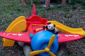 Giant Panda in Chongqing Zoo