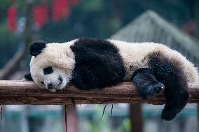 Giant Panda in Chongqing Zoo