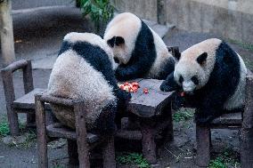 Giant Panda in Chongqing Zoo