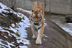 Kyiv Zoo in winter