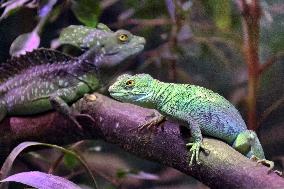 Kyiv Zoo in winter