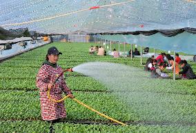 CHINA-HEBEI-LUANZHOU-AGRICULTURE-GREENHOUSE PLANTING(CN)
