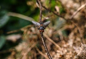 Tachinid Fly - Goniinae - Animal India