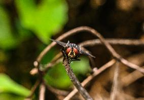 Tachinid Fly - Goniinae - Animal India