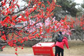 Chinese Welcome Lunar Dragon Year