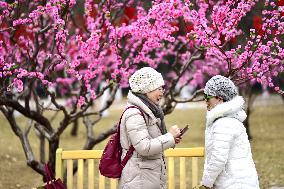 Chinese Welcome Lunar Dragon Year