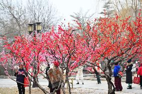 Chinese Welcome Lunar Dragon Year