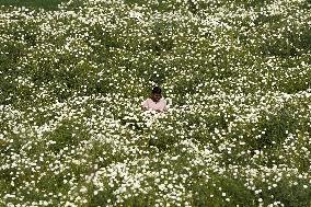 Indian Farmer In Flower Fields - India