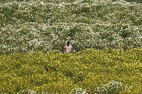 Indian Farmer In Flower Fields - India
