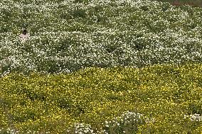 Indian Farmer In Flower Fields - India