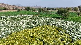 Indian Farmer In Flower Fields - India