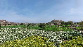 Indian Farmer In Flower Fields - India