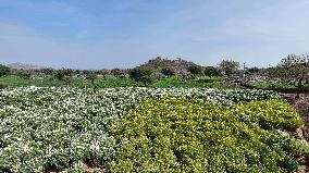 Indian Farmer In Flower Fields - India