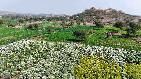 Indian Farmer In Flower Fields - India
