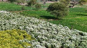 Indian Farmer In Flower Fields - India