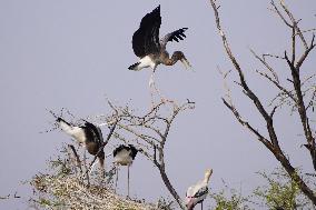 Illustrations Of Painted Stork Birds - India