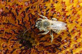 Bee On A Sunflower