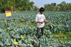 Multi Colored Cauliflower Farming In Bangladesh