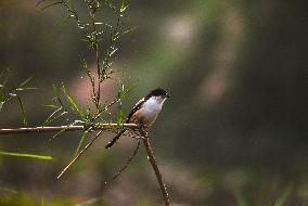 Long-tailed Shrike - Lanius Schach In India