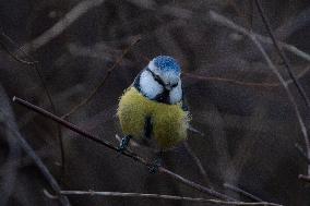 Birds Feed During Unusually Warm Winter Weather