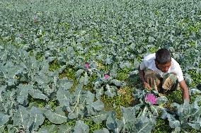 Multi Colored Cauliflower Farming - Bangladesh